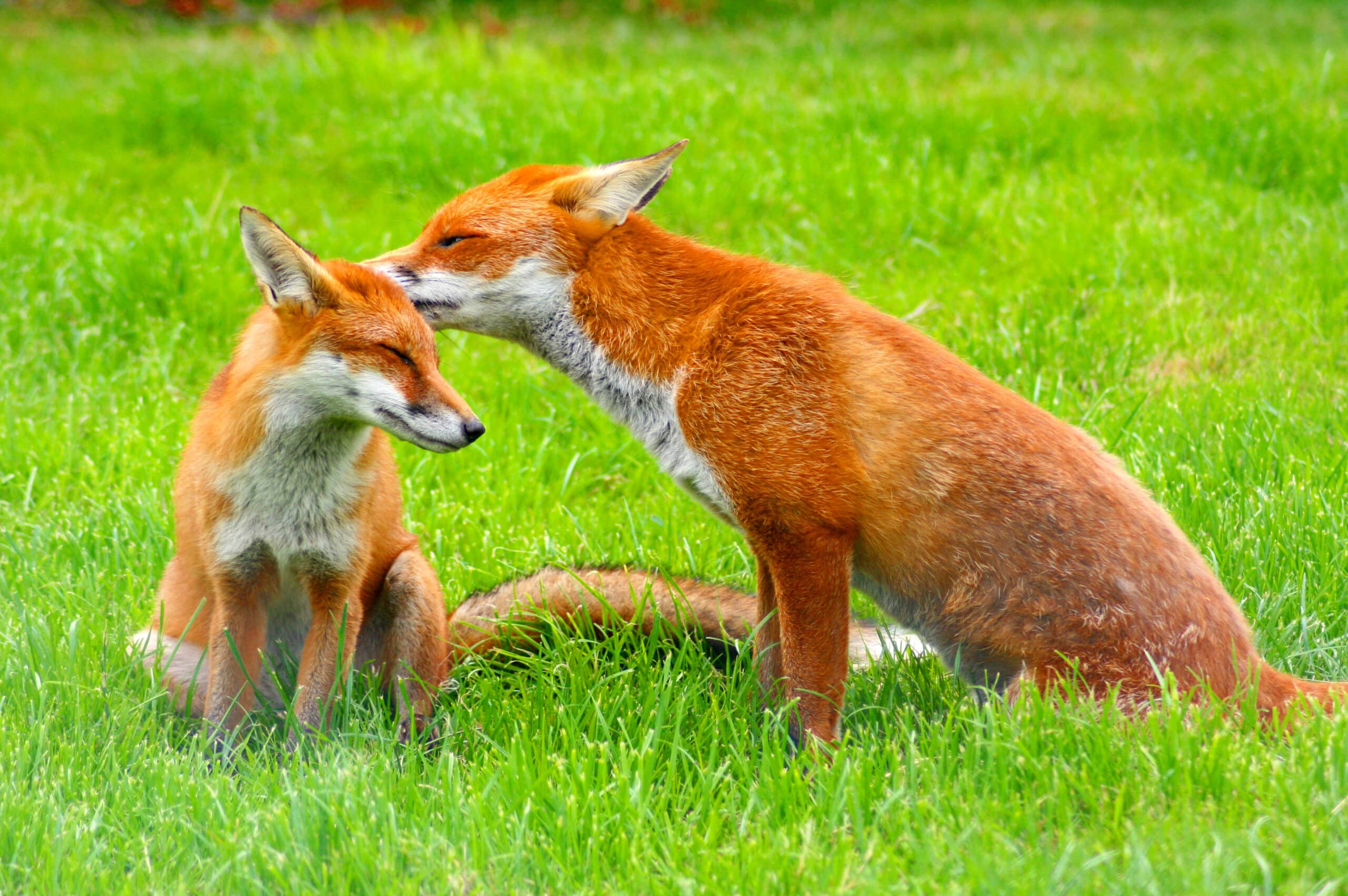 Red Fox (Vulpes vulpes) -British Wildlife Centre-8 Red Fox (Vulpes vulpes) -British Wildlife Centre-8
