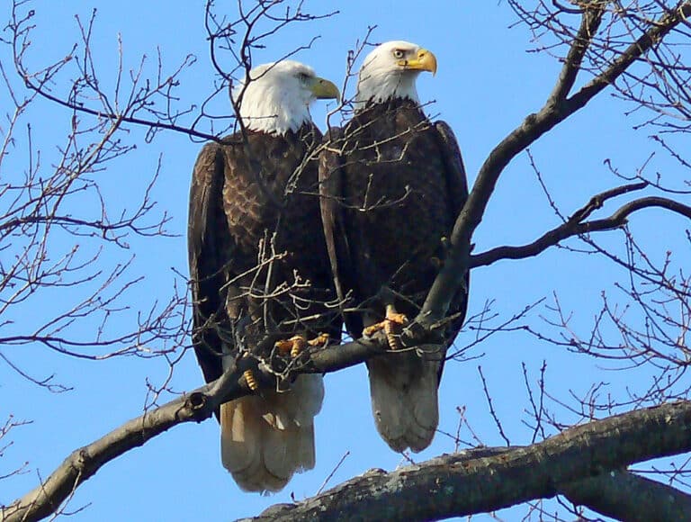 Bald Eagles (Haliaeetus leucocephalus) Bald Eagles (Haliaeetus leucocephalus)
