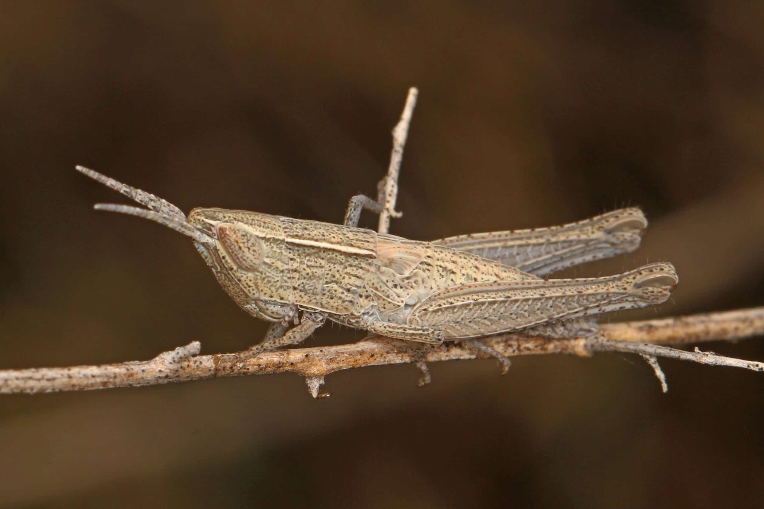 File:Obscure Grasshopper nymph – Opeia obscura, Pahranagat National Wildlife Refuge, Nevada.jpg
