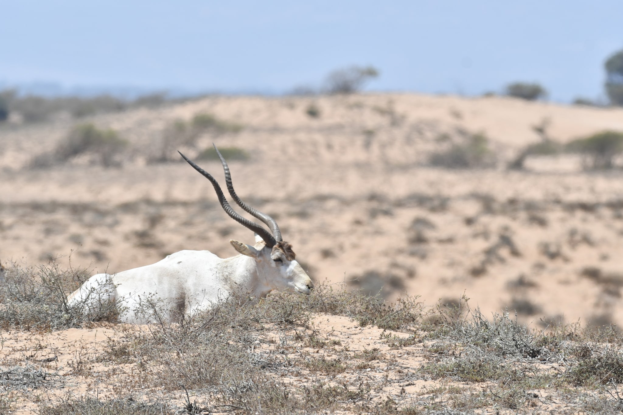 Addax nasomaculatus 290501394 Addax nasomaculatus 290501394
