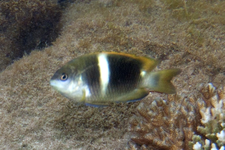 Twospot damselfish Chrysiptera biocellata (7568518220)