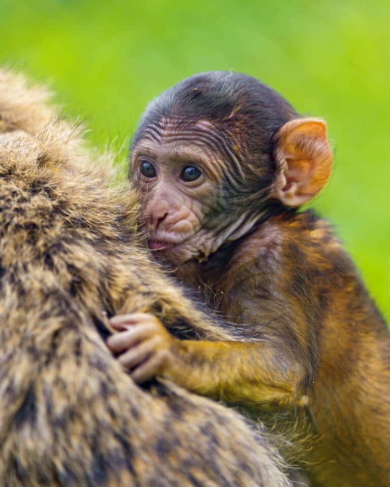 Baby macaque on mom Baby macaque on mom