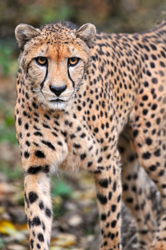 Walking cheetah II Walking cheetah II