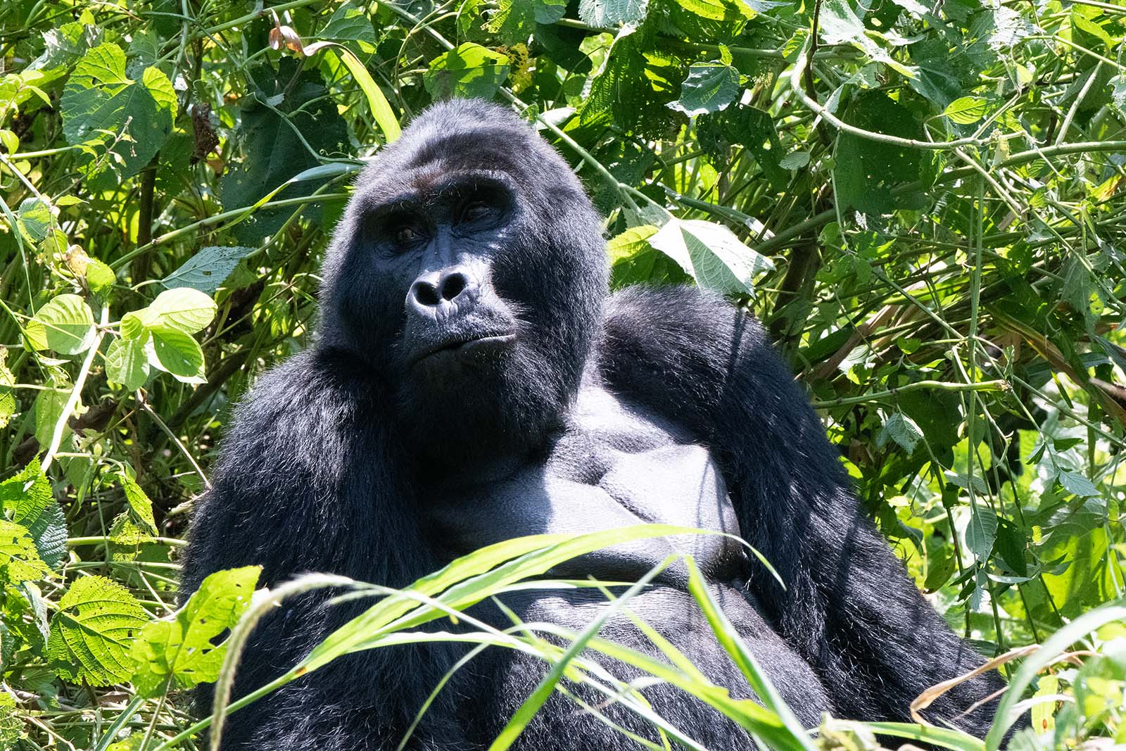 31 gorilla 31 gorilla
