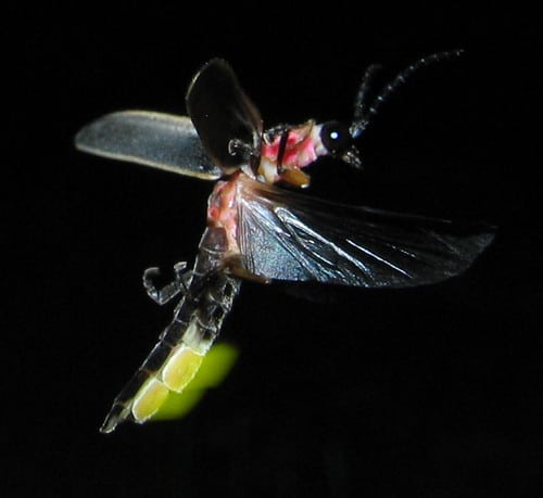 firefly w/ glow firefly w/ glow
