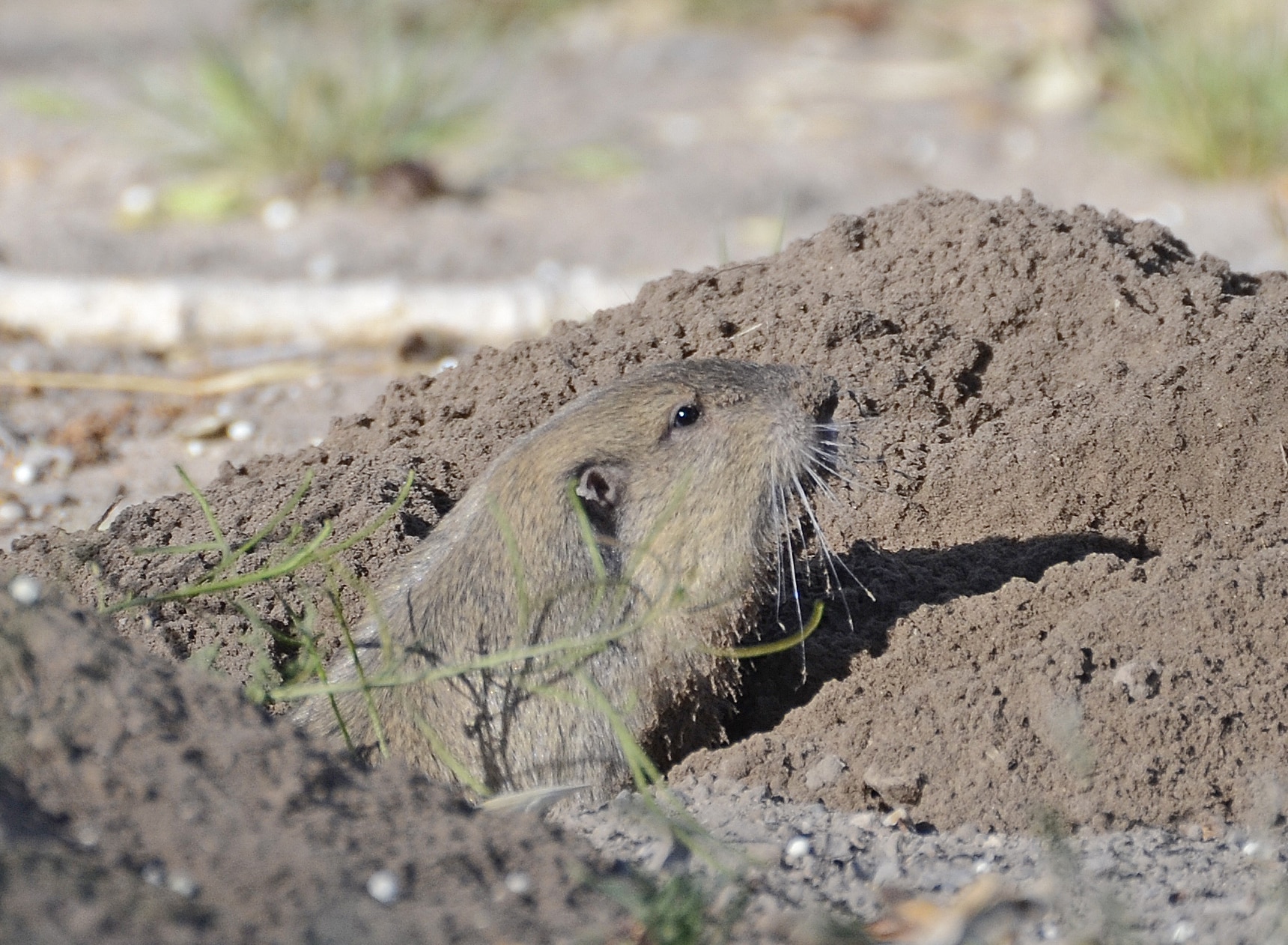 Botta’s pocket gopher (Thomomys bottae)DSC2908vv Botta’s pocket gopher (Thomomys bottae)DSC2908vv