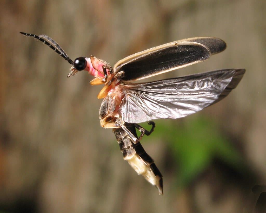 firefly 4450 firefly 4450