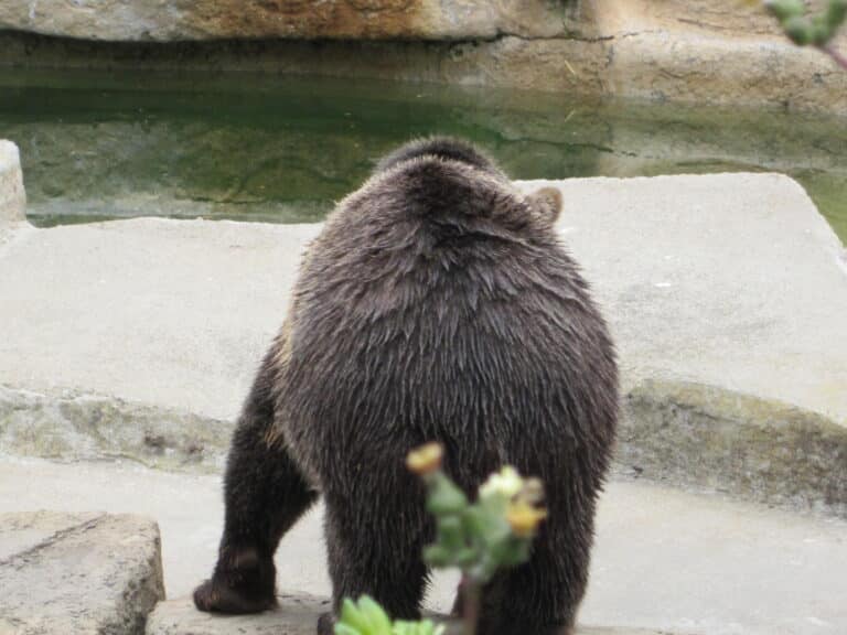 Grizzly bear at SF Zoo 10 Grizzly bear at SF Zoo 10