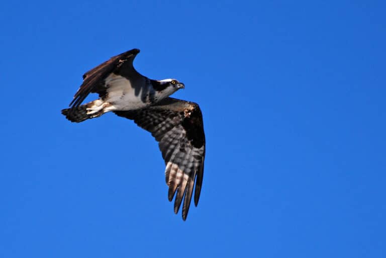 Osprey (Pandion haliaetus) Osprey (Pandion haliaetus)