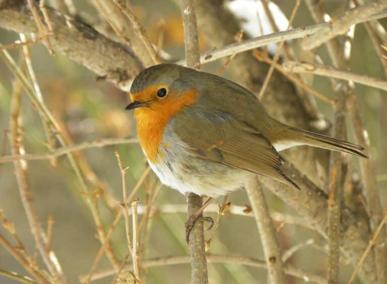 European Robin (Erithacus rubecula) 2 European Robin (Erithacus rubecula) 2