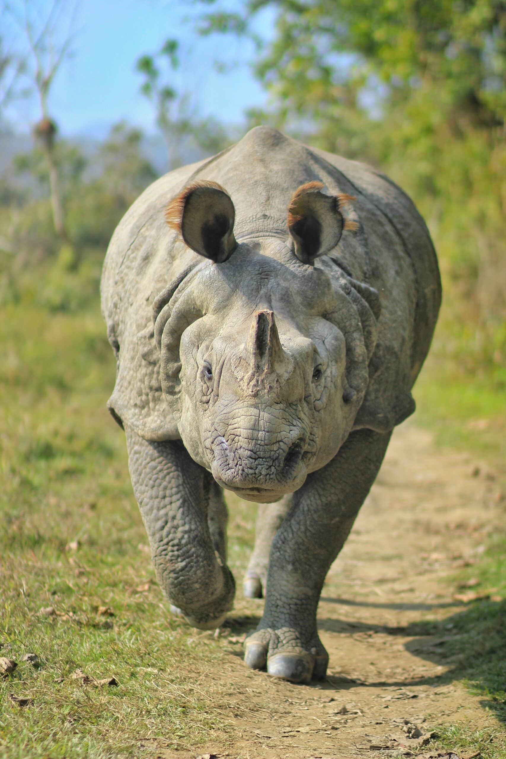 One-horned Rhinoceros at Chitwan National Park