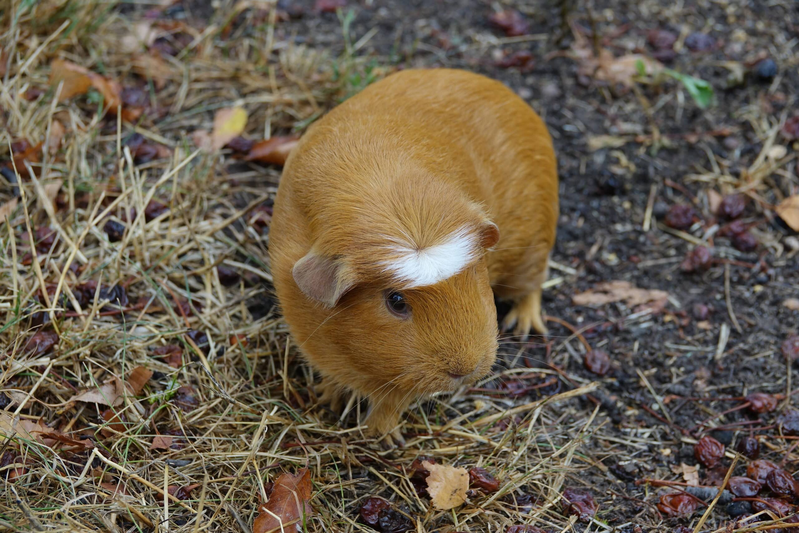 Cochon d’Inde (Cavia porcellus) (2)