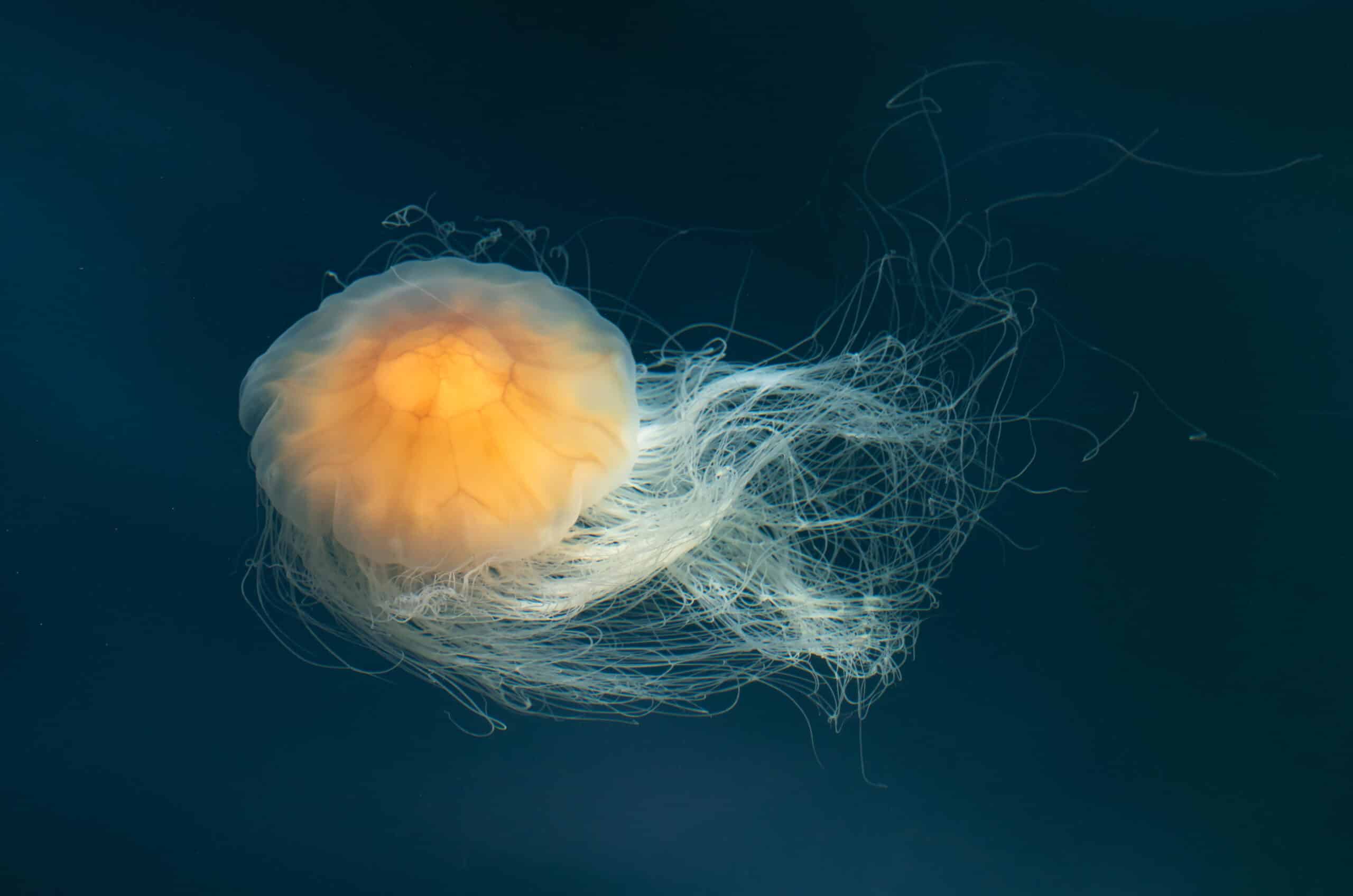 Lion’s mane jellyfish in Gullmarn fjord at Sämstad 3 Lion’s mane jellyfish in Gullmarn fjord at Sämstad 3
