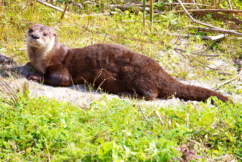 North American River Otter (Lontra canadensis) North American River Otter (Lontra canadensis)