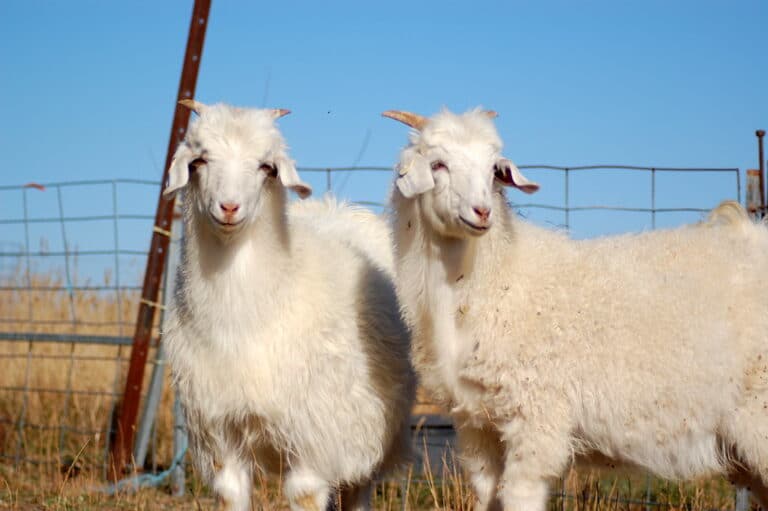 Couple More Australian Cashmere Goats