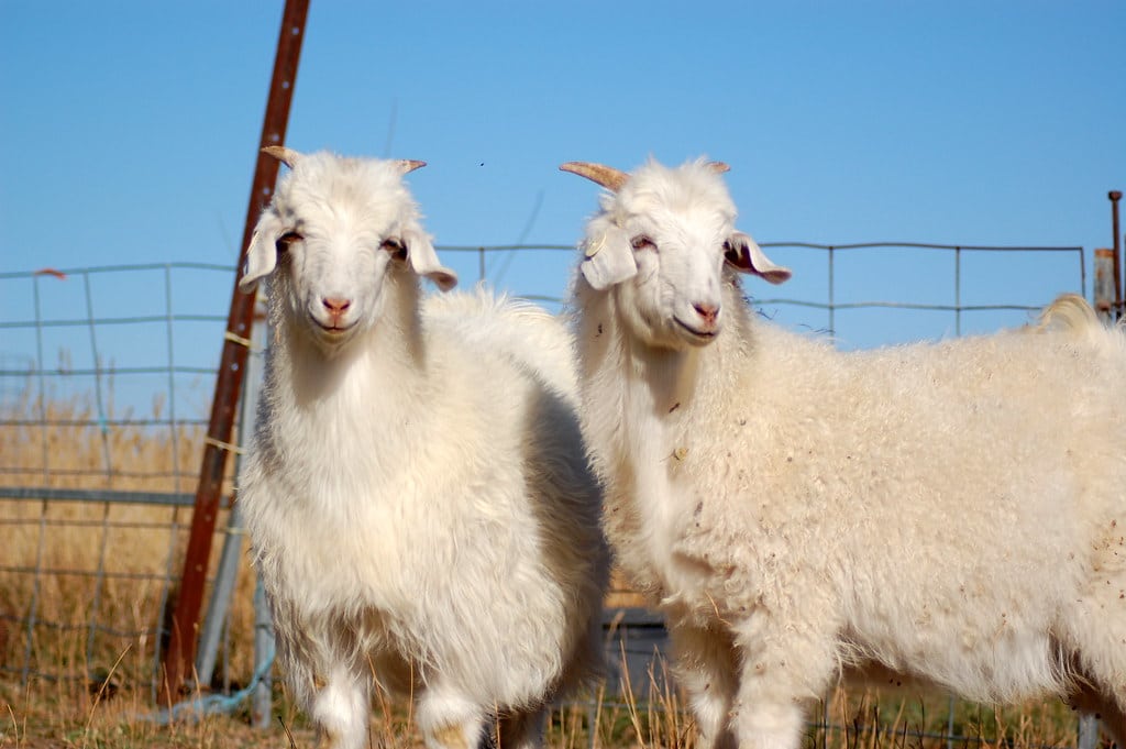 Couple More Australian Cashmere Goats
