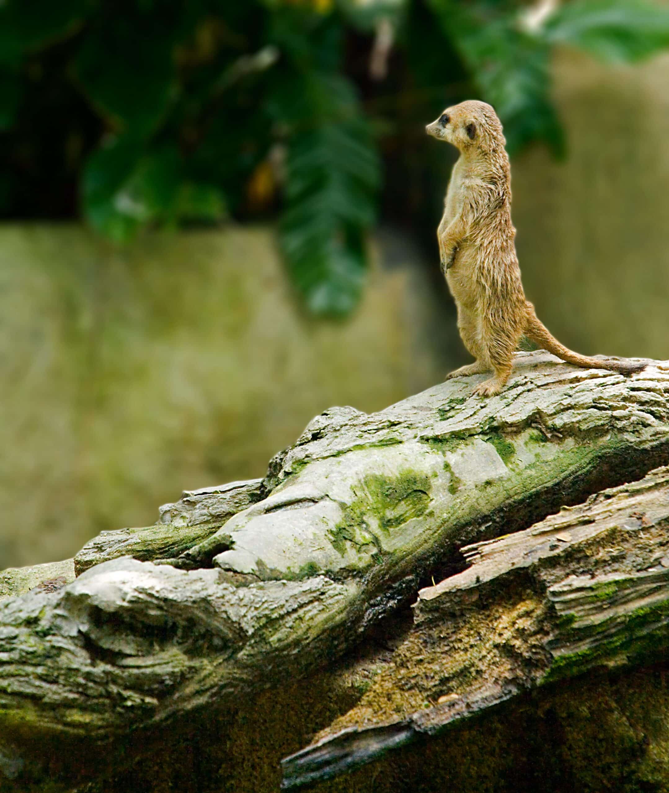 Meerkat (Suricata suricatta), Singapore Zoo – 20060422-01
