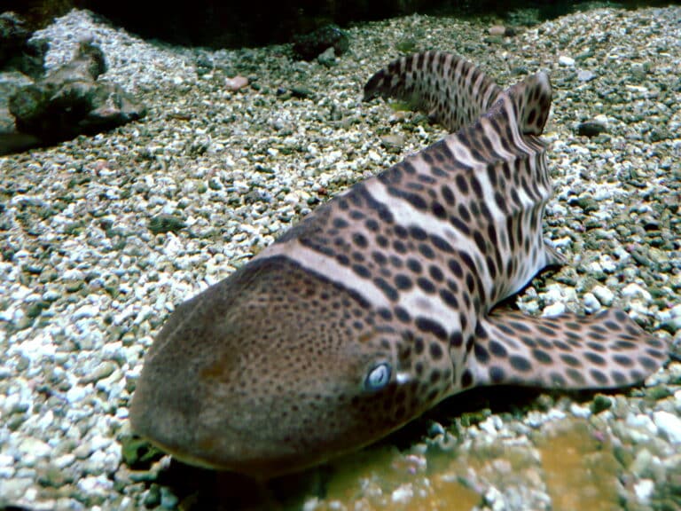 Stegostoma fasciatum 01 by Line1 Stegostoma fasciatum 01 by Line1