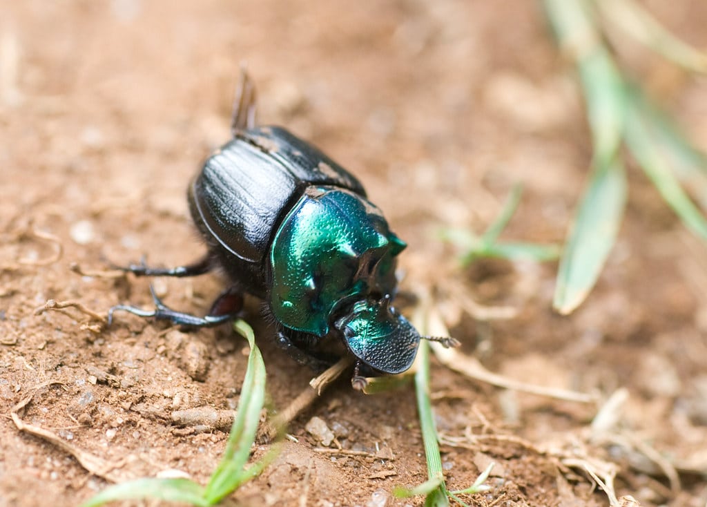 Dung Beetle, Mazumbai Forest, Usambara Mountains, Tanzania