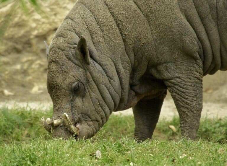 Babirusa (Babyrousa babyrussa)_1