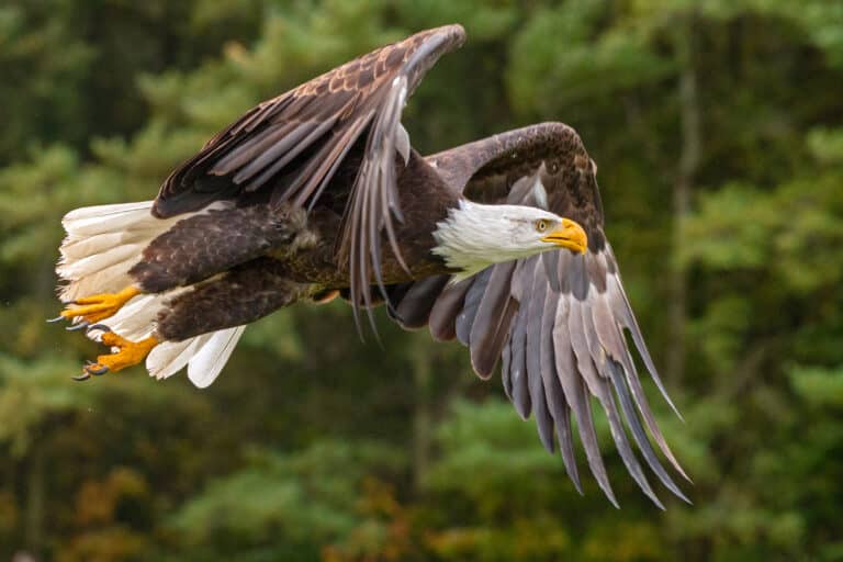 Bald Eagle, Ontario forest Bald Eagle, Ontario forest