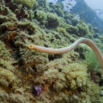 Olive Sea Snake