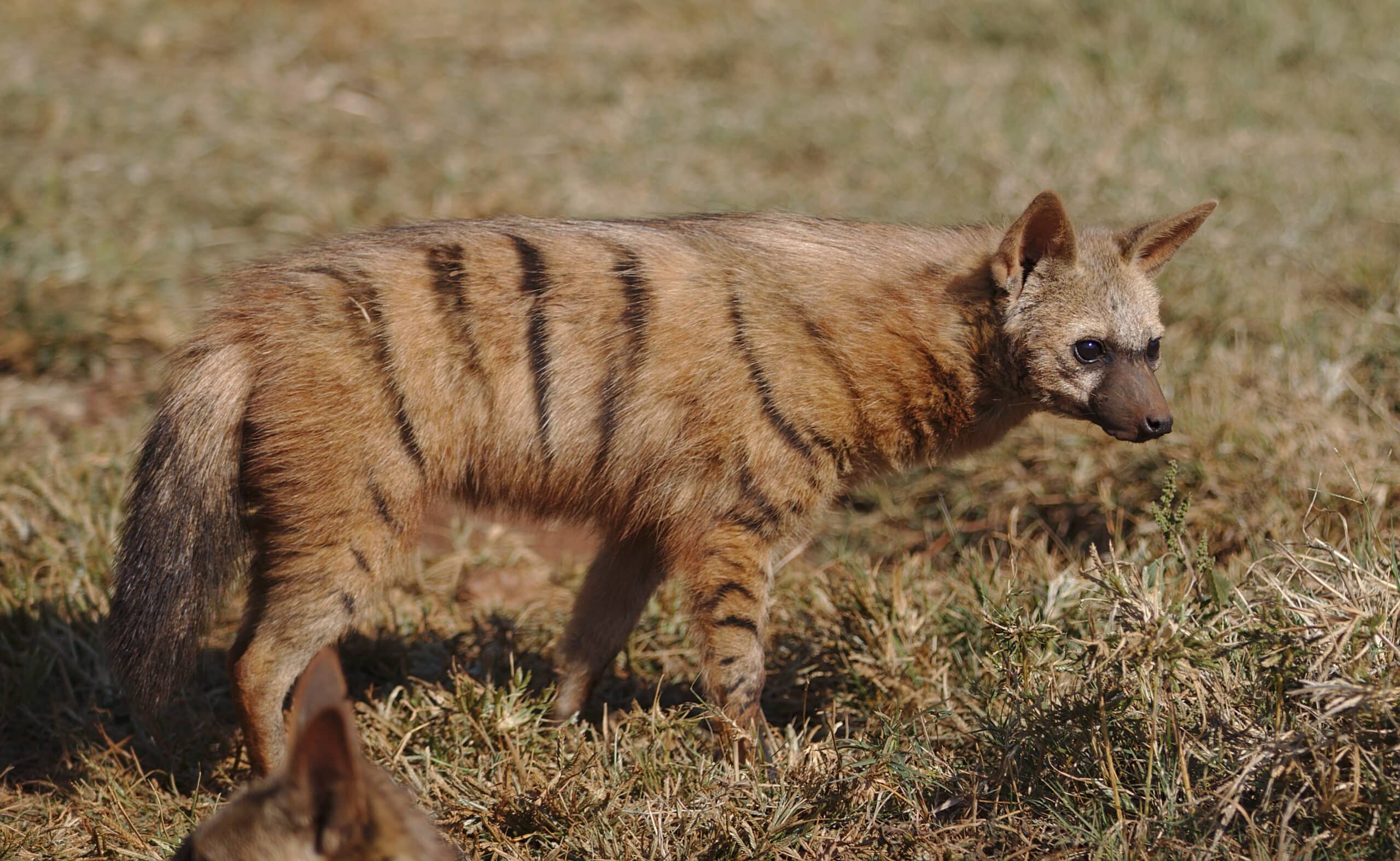 Aardwolf, Proteles cristata, at Lion and Rhino Reserve, Gauteng, South Africa (47987215058)  Aardwolf