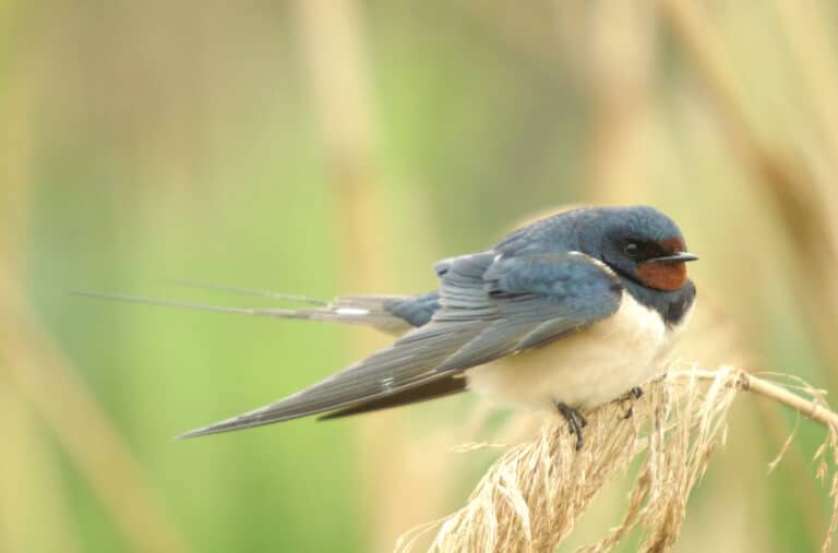 golondrina común 04 – oreneta vulgar – barn swallow – hirundo rustica golondrina común 04 – oreneta vulgar – barn swallow – hirundo rustica