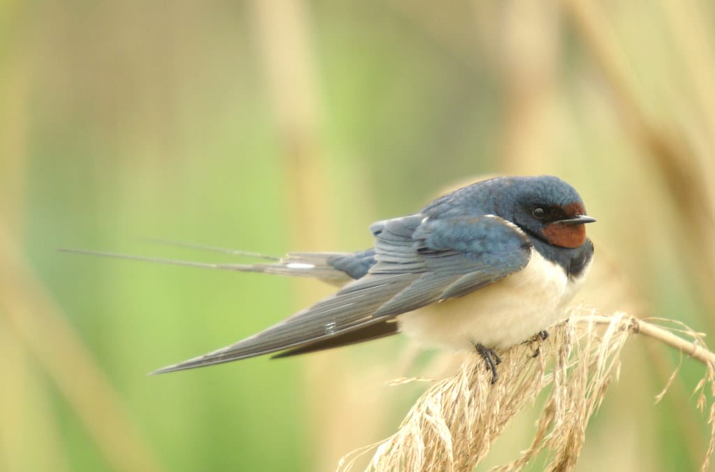 golondrina común 04 – oreneta vulgar – barn swallow – hirundo rustica golondrina común 04 – oreneta vulgar – barn swallow – hirundo rustica