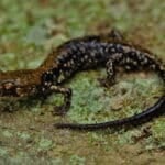Pigeon Mountain Salamander (Plethodon petraeus) – Flickr – 2ndPeter