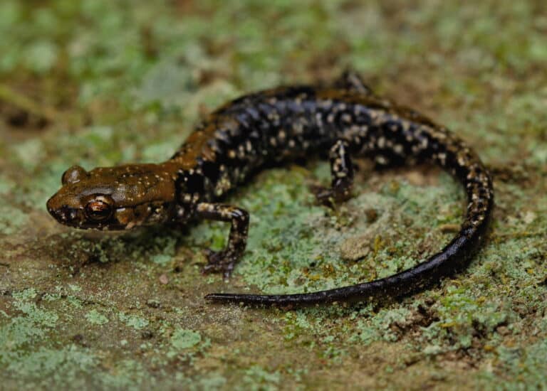Pigeon Mountain Salamander (Plethodon petraeus) – Flickr – 2ndPeter Pigeon Mountain Salamander (Plethodon petraeus) – Flickr – 2ndPeter Salamander