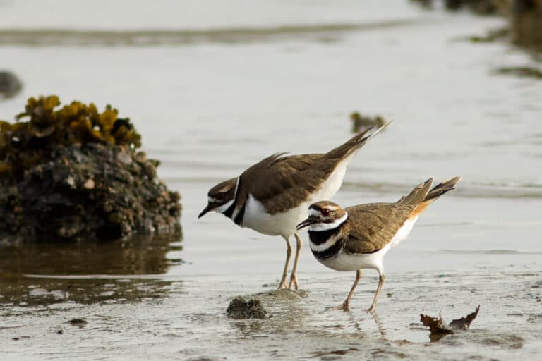 Killdeer (Charadrius vociferus) Killdeer (Charadrius vociferus)