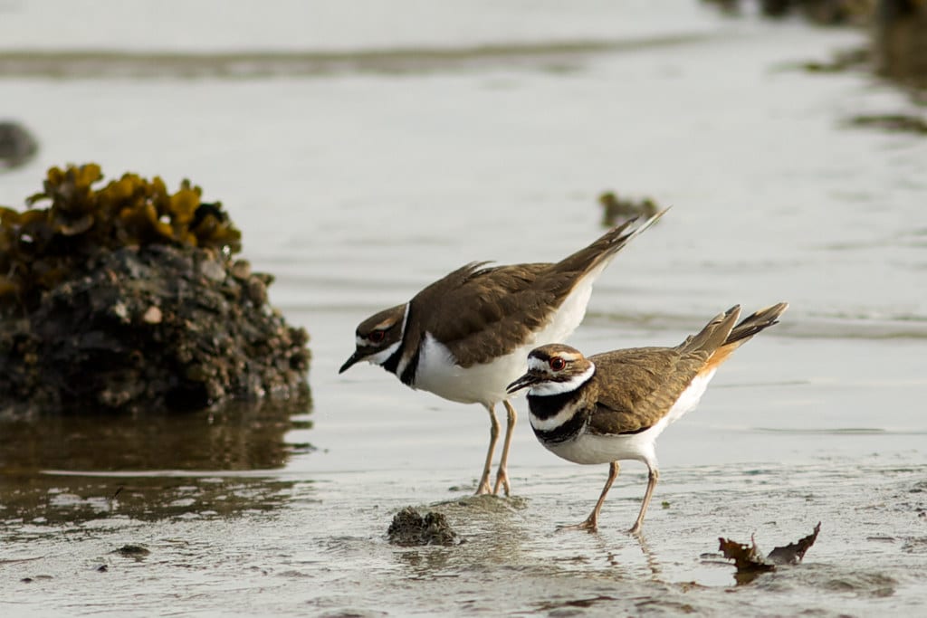 Killdeer (Charadrius vociferus) Killdeer (Charadrius vociferus)