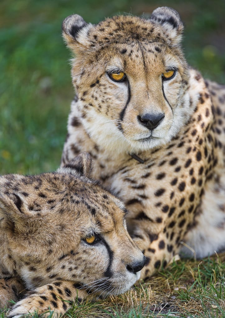 Cheetah brothers together Cheetah brothers together