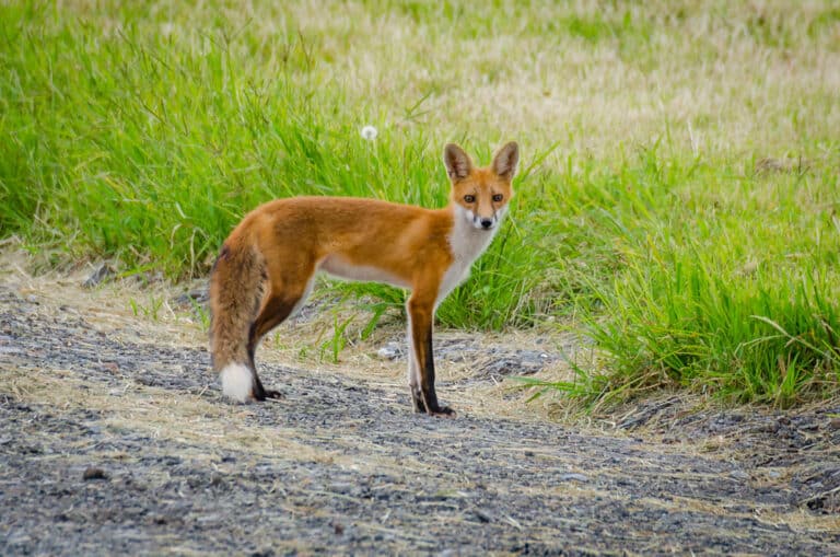 young red fox | Vulpes vulpes young red fox | Vulpes vulpes