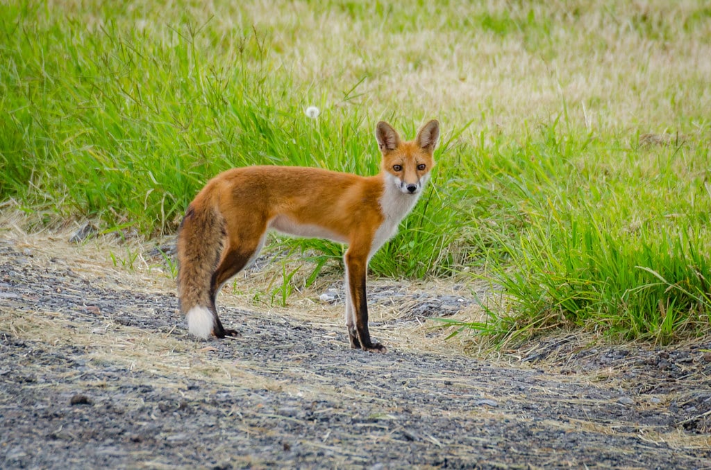 young red fox | Vulpes vulpes young red fox | Vulpes vulpes