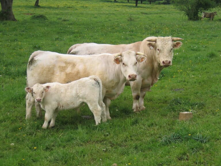Cow Family