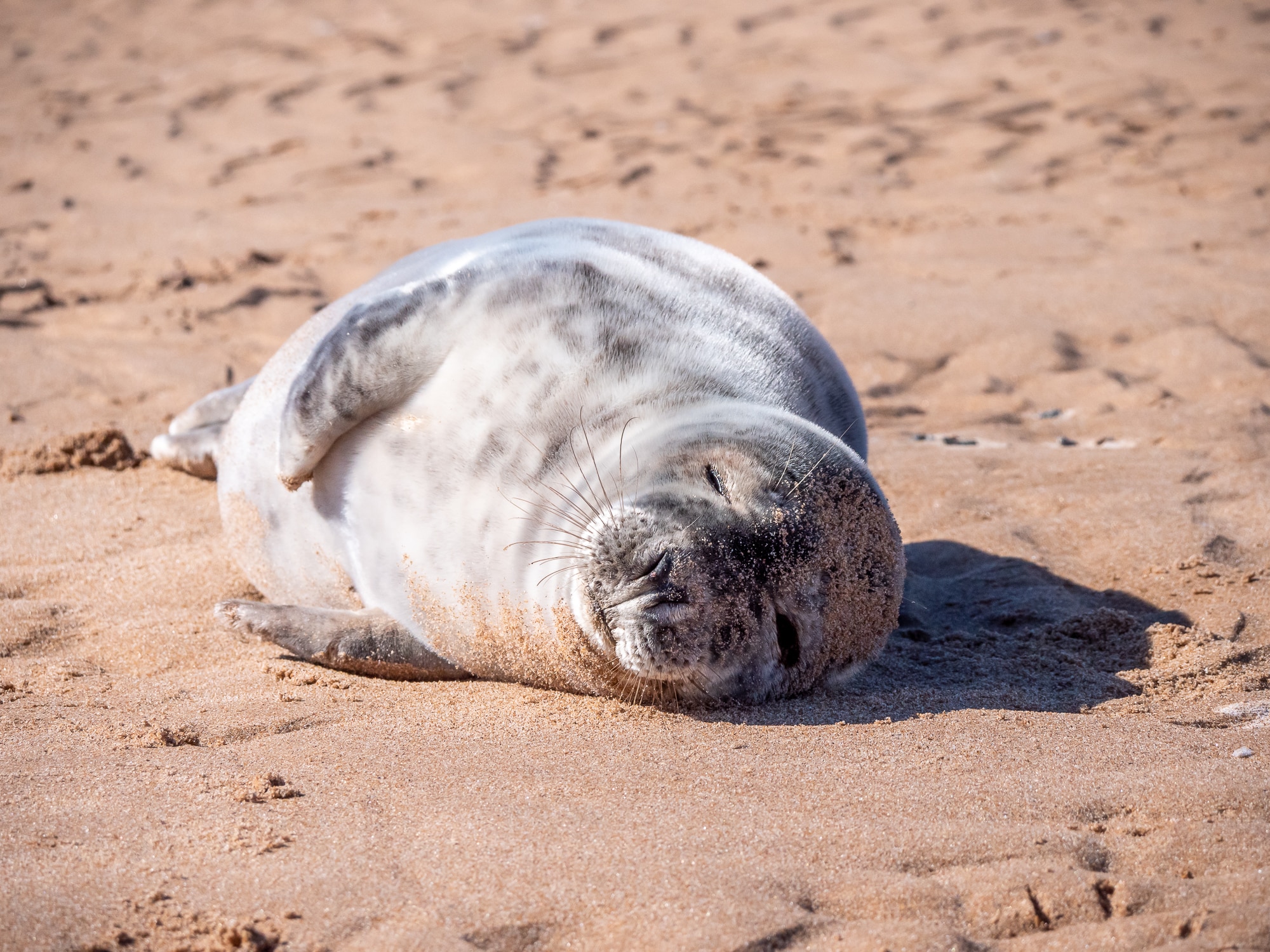 Grey Seal, Forvie National Nature Reserve, Aberdeenshire, Scotland (2) Grey Seal, Forvie National Nature Reserve, Aberdeenshire, Scotland (2)