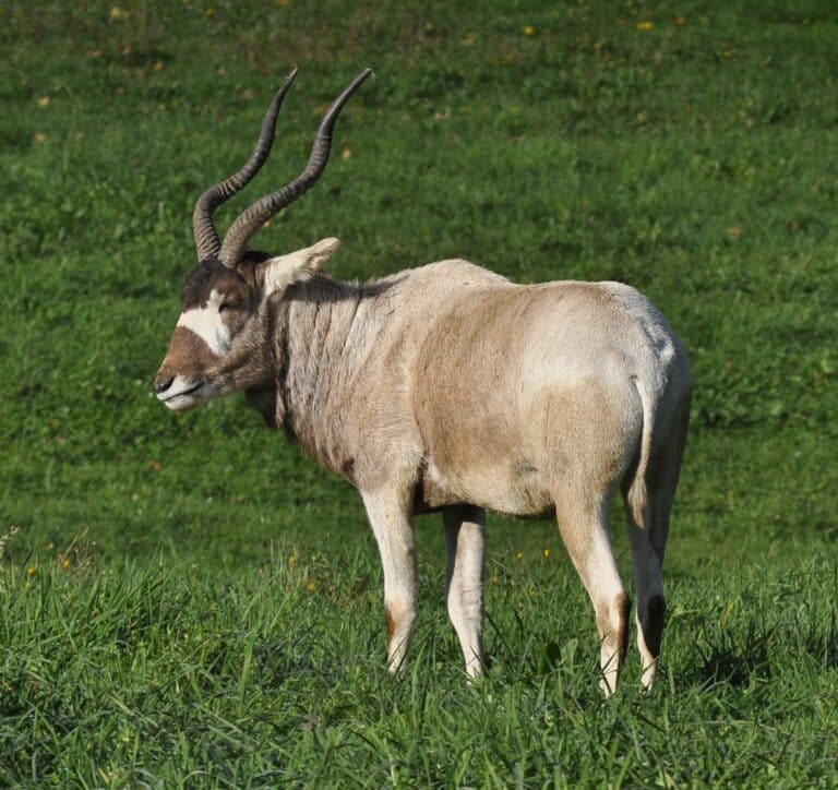 File:Addax (Addax nasomaculatus).JPG File:Addax (Addax nasomaculatus).JPG