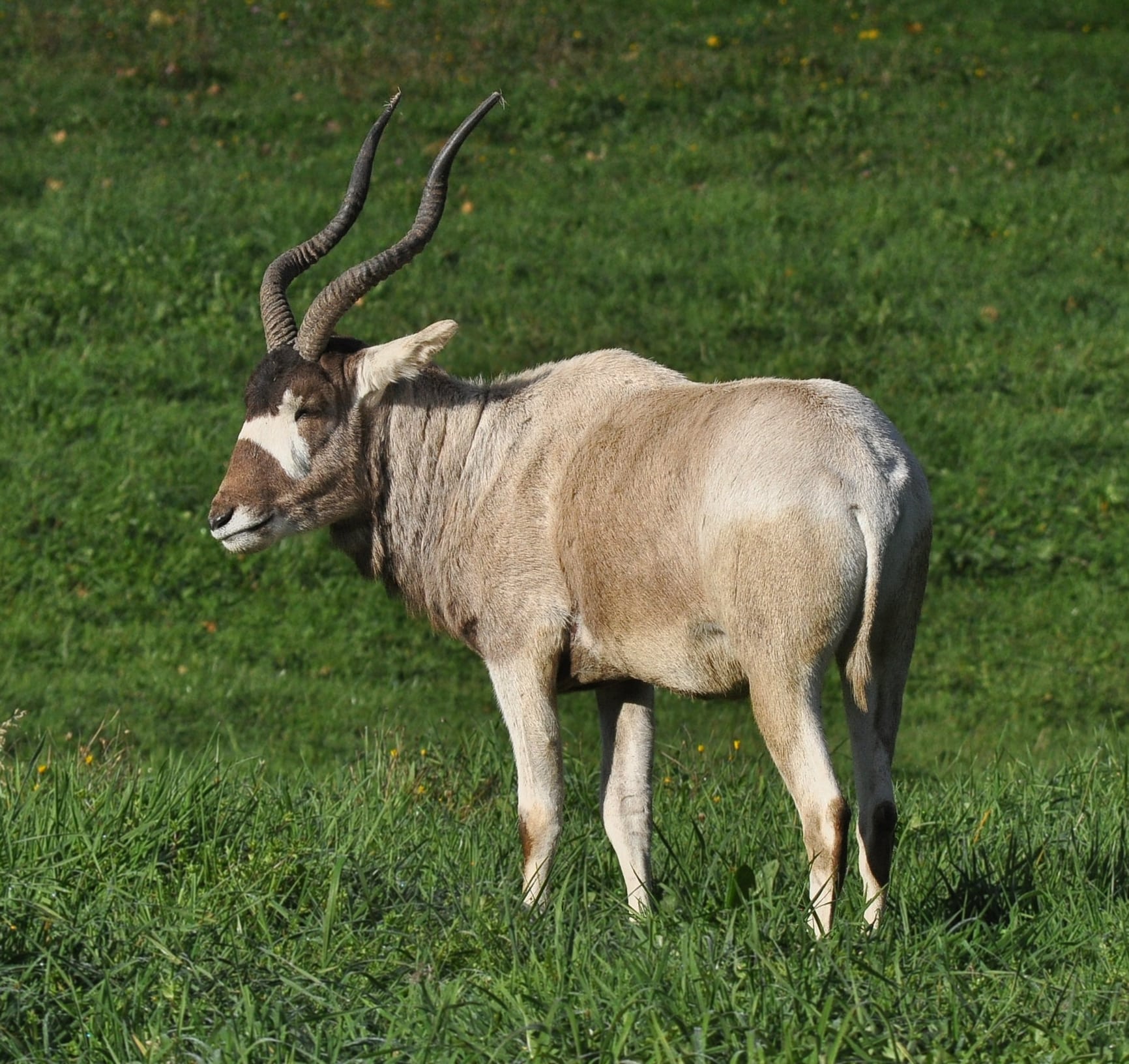 File:Addax (Addax nasomaculatus).JPG File:Addax (Addax nasomaculatus).JPG