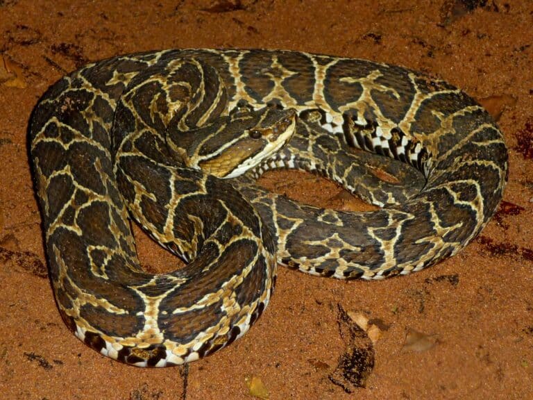 File:Urutú-cruzeiro (Bothrops alternatus).jpg File:Urutú-cruzeiro (Bothrops alternatus).jpg
