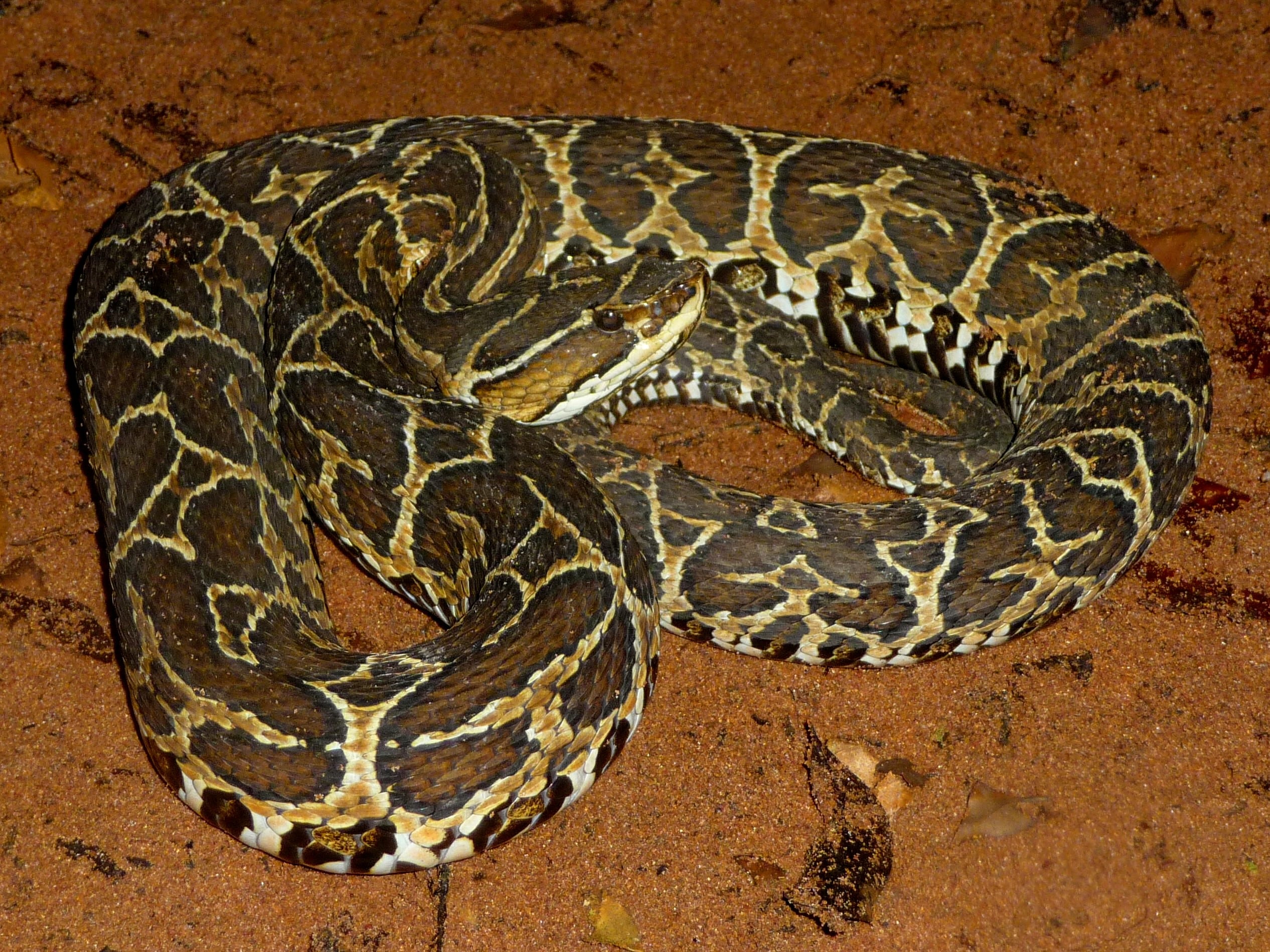 File:Urutú-cruzeiro (Bothrops alternatus).jpg File:Urutú-cruzeiro (Bothrops alternatus).jpg