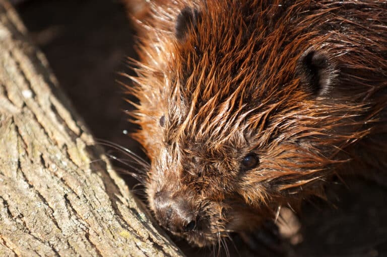 Beaver Beaver
