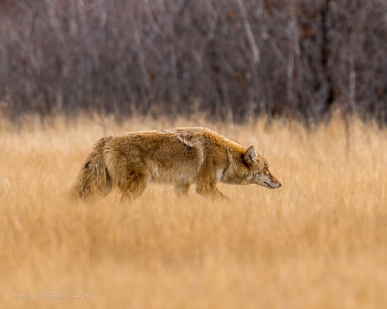 Coyote – The hunt Coyote – The hunt