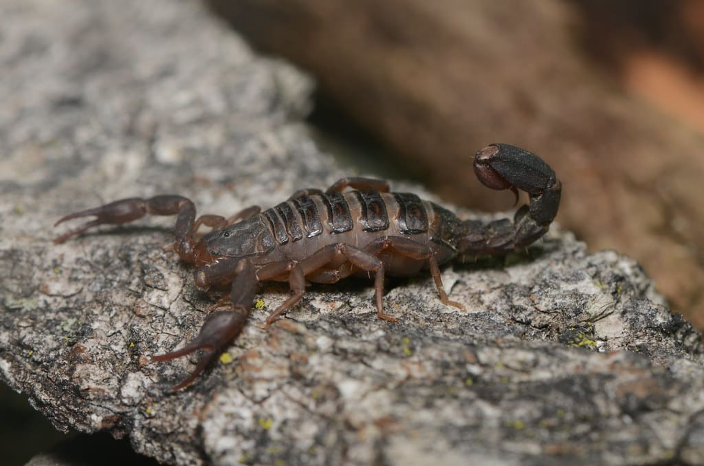 Scorpion Scorpion