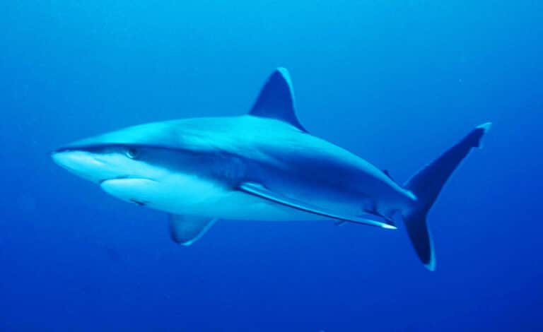 Silvertip shark Silvertip shark