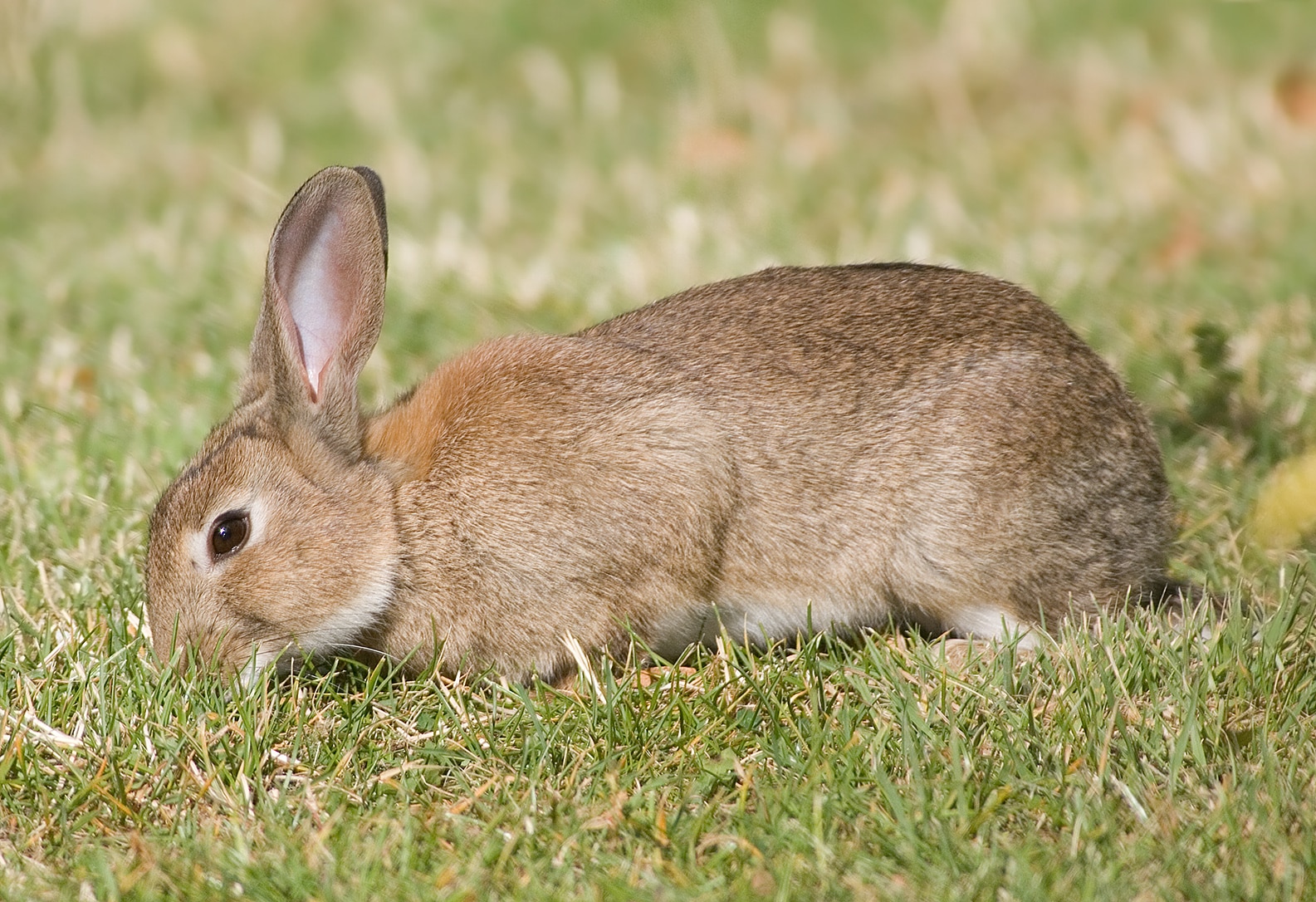 Oryctolagus cuniculus Tasmania
