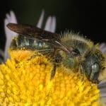 Mason Bee