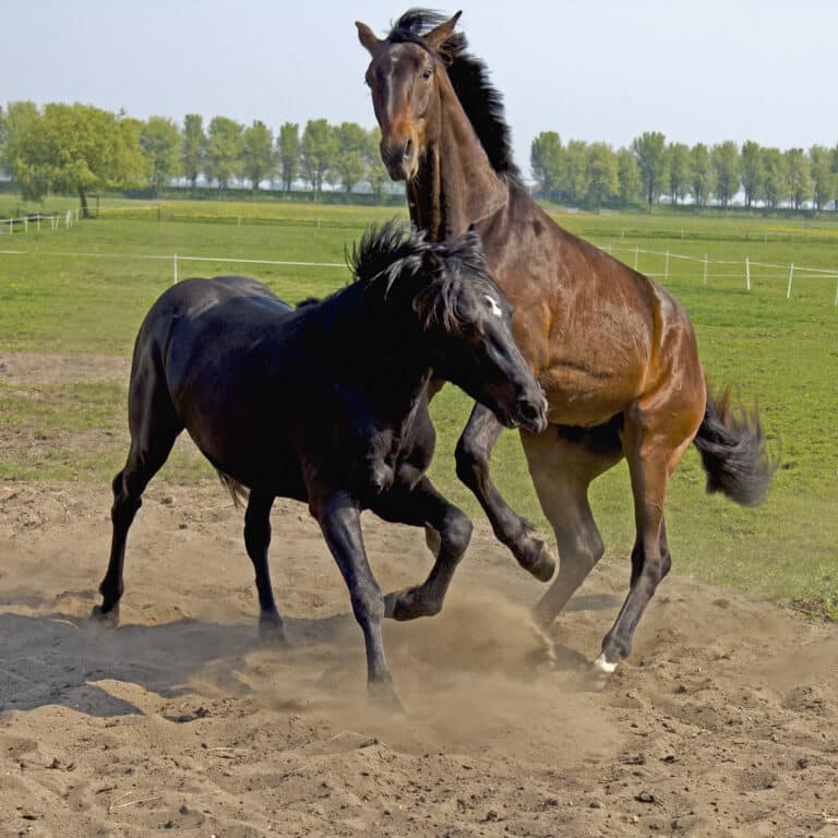 Horses playing together