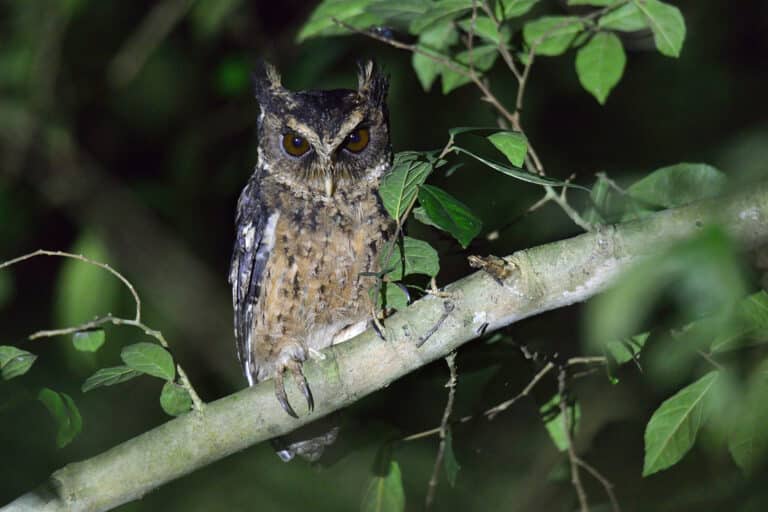 Palawan Scops Owl Palawan Scops Owl
